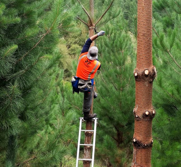 img-fmnz-1800px-silviculture-guy-pruning-700x647